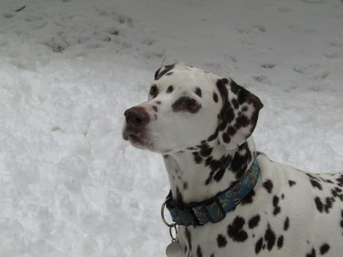 Lucky in snow